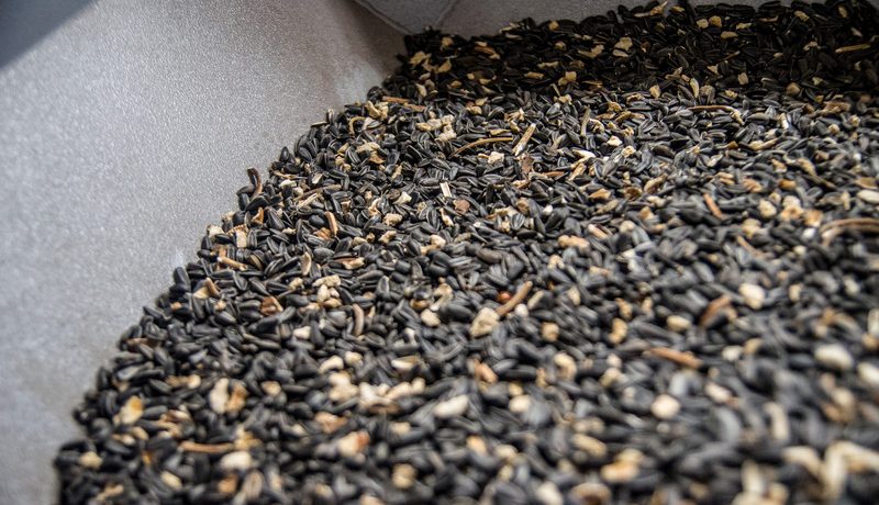 Очистка семян подсолнечника